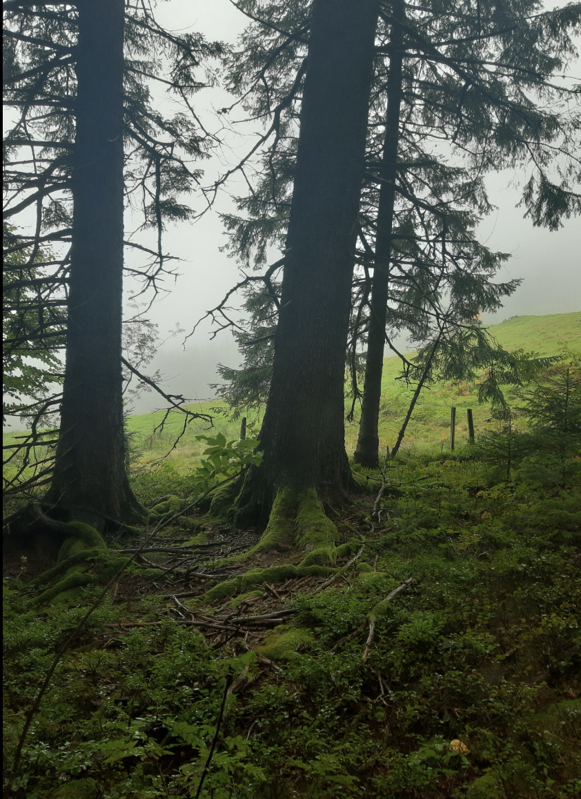 Moosbewachsener Wald im Nebel